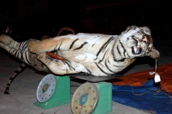 越南卡车内发现老虎冻尸重120公斤(图)