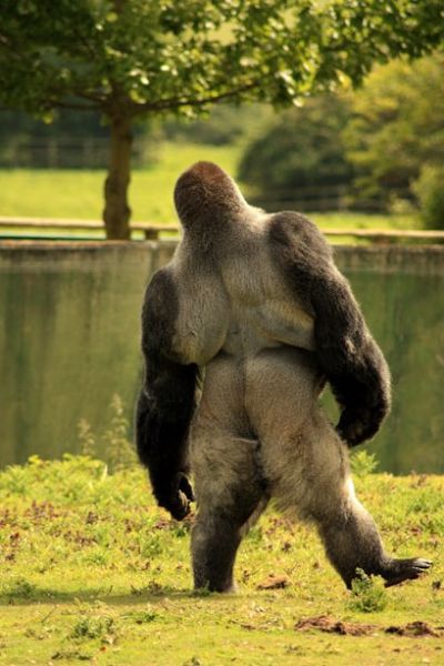 大猩猩用双脚直立走路人模人样组图