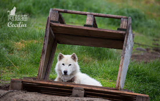 格陵兰犬带你揭秘因纽特原住民生活