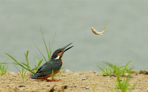 热血江湖浮霞飞雀裙图片