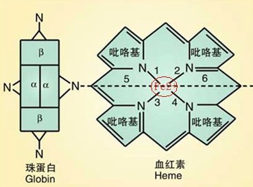 铁卟啉环图片