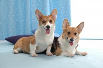 柯基犬(pembrokeshire corgi)現正面臨絕種威脅,已被英國狗會列入最