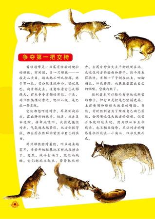 沿着狼的足迹(图)