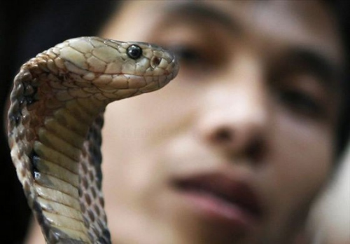 越南眼镜蛇主题餐厅