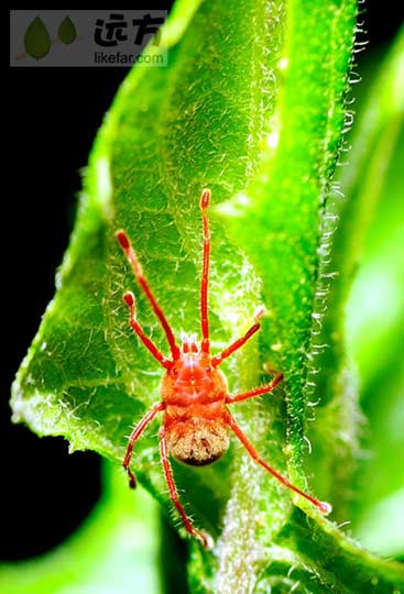 贵州铜仁梵净山 通往佛国的天梯(组图)(2)