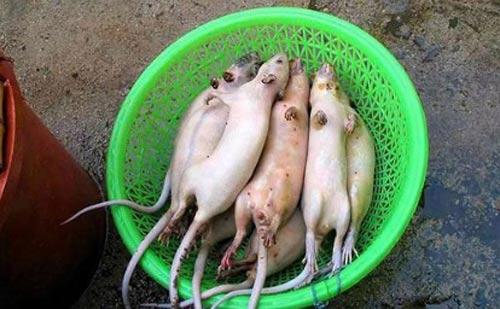越南人爱吃老鼠肉 极品每斤可卖两美元(3)