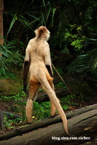 组图奥克兰动物园的明星们