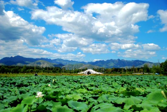长沟镇湖中莲叶叠复美景