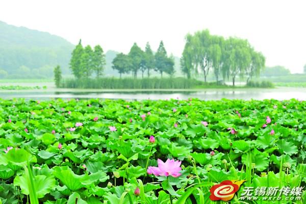 雨后荷花别样红 荷花游成无锡夏季游新亮点