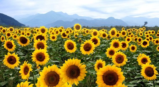 帶她去賞花 千畝向日葵園