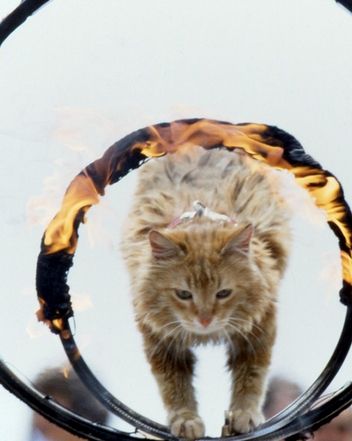 卖艺的猫咪表演跳火圈