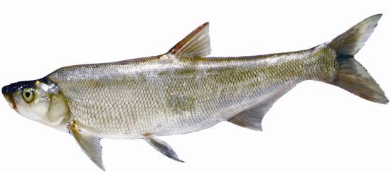 武汉四季鲜美食鱼指南 中国烹饪大师为您推荐