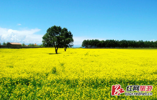 油菜花美景 资料图