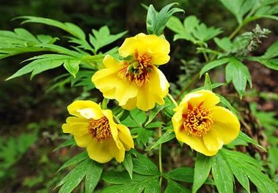 最红的牡丹:火炼金丹(组图)