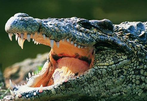 鳄鱼最怕的五种动物图片