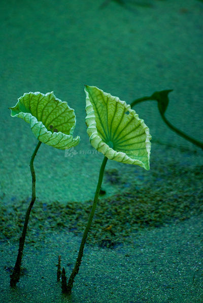 白鹭落荷间湘潭花石镇原生态接天荷花绽放