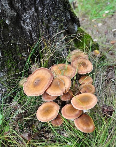 黑龙江蘑菇种类图片图片