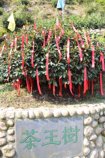 茶王树