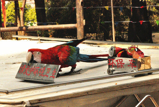 劳动最光荣五一到野生动物园捡垃圾去