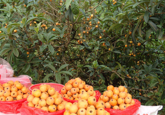 东山枇杷：一场甜蜜与绿色的盛宴