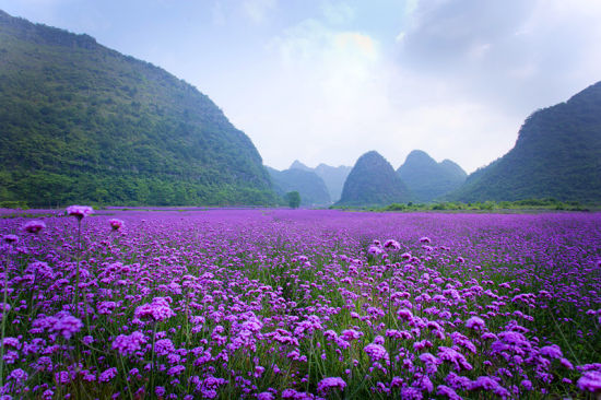 图注:香草园 来源:荔波旅游局