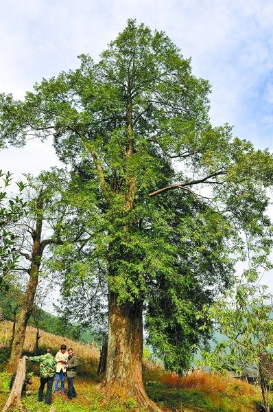这是该县迄今发现的树径最大,树龄最长的南方红豆杉. 唐明登 摄