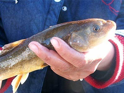 鲜嫩爽口的高原无鳞雪鱼图