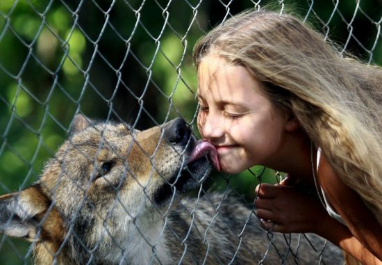 一只狼和一个女孩图片图片