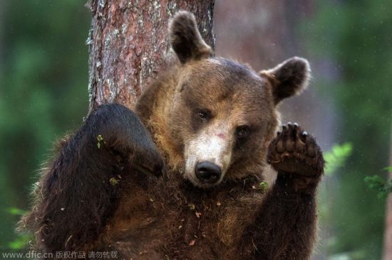 摄影师抓拍芬兰棕熊背蹭大树解决瘙痒