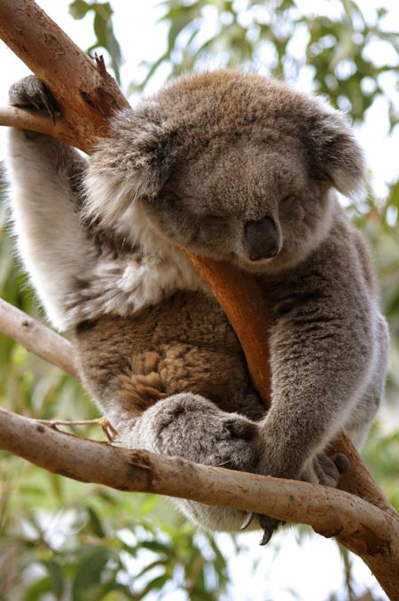 图文南航巡回赛澳洲休闲旅游考拉睡着的样子