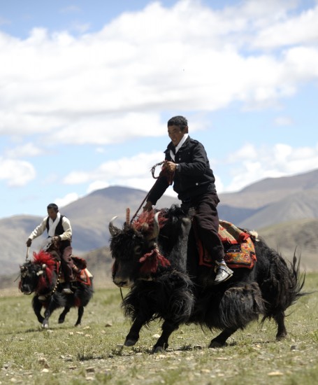 图文海拔4500米的赛马赛牛节牦牛也能比速度