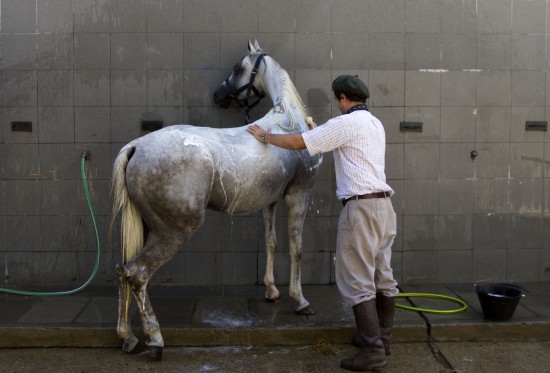 图文国际马术展精彩纷呈选手给爱马洗澡梳理