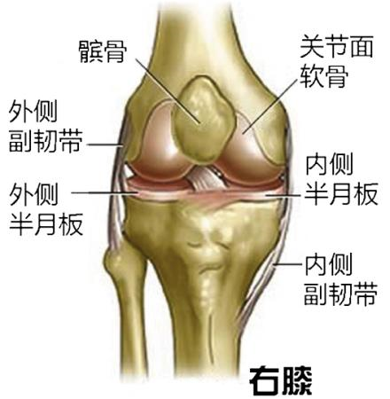 左膝关节结构图高清图片