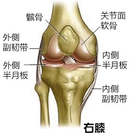 膝关节示意图名称图片