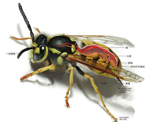 切叶蜂结构图图片